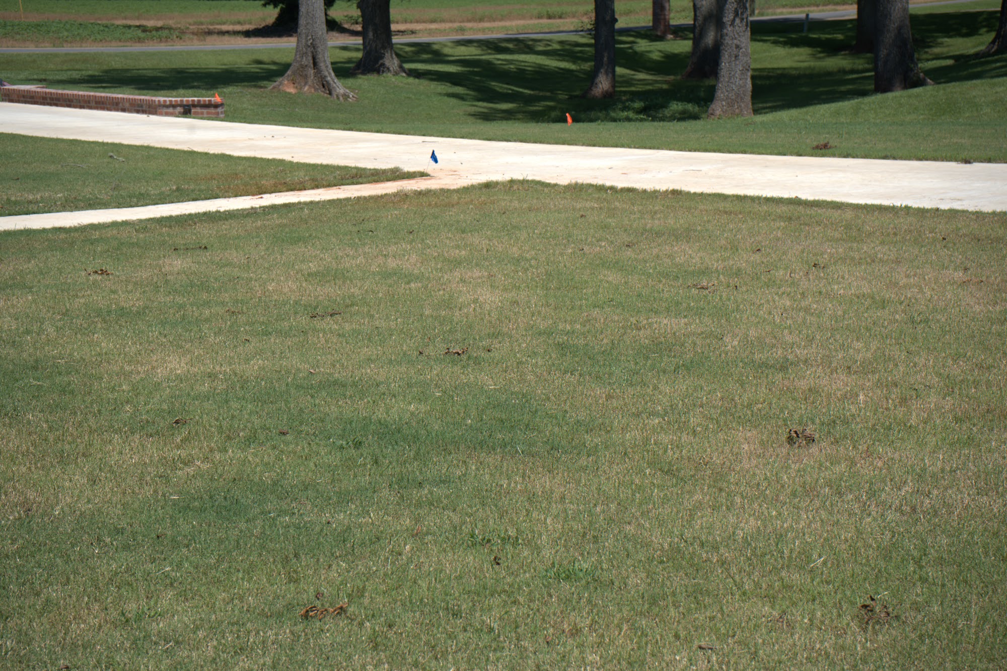 All Star Sprinkler Systems crew marking an irrigation layout